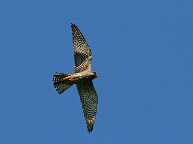 falco cuculo